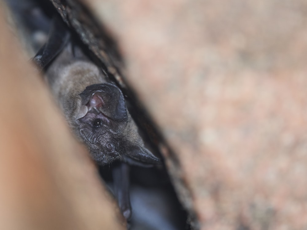 a close up of a bat on a rock