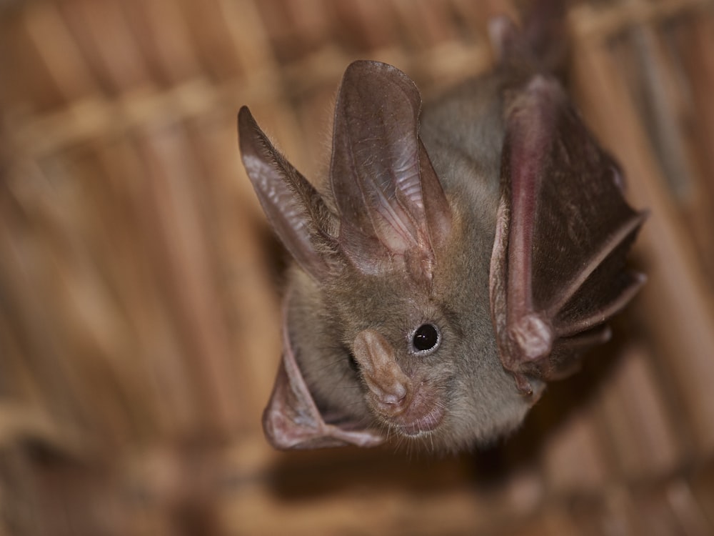 a close up of a bat hanging upside down