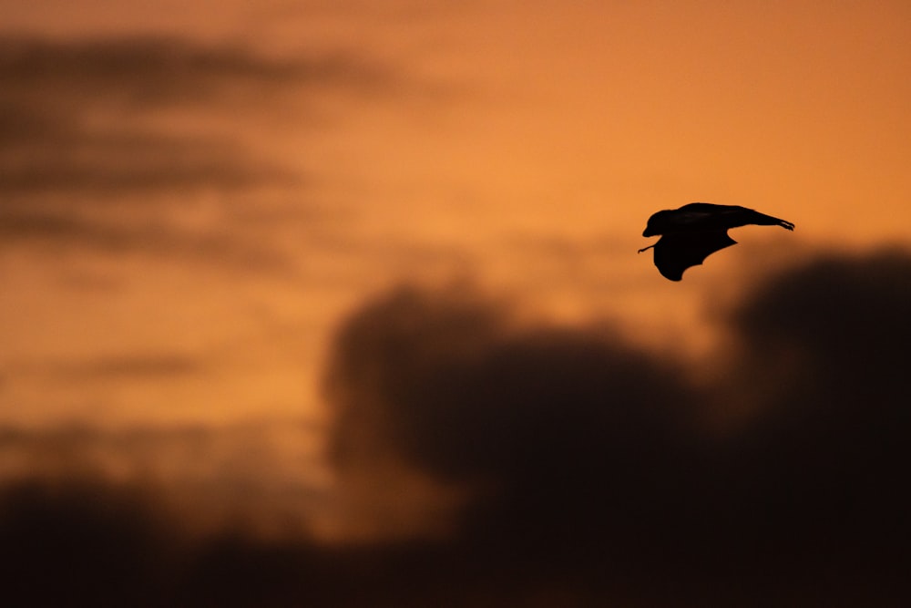 a bird flying in the sky at sunset