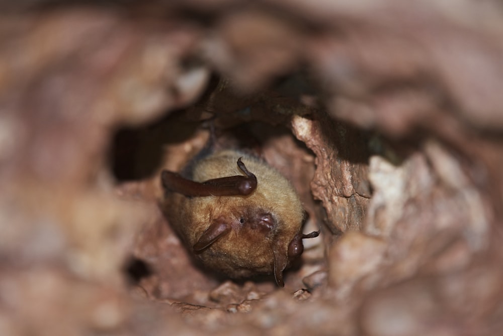 a close up of a bat in a tree