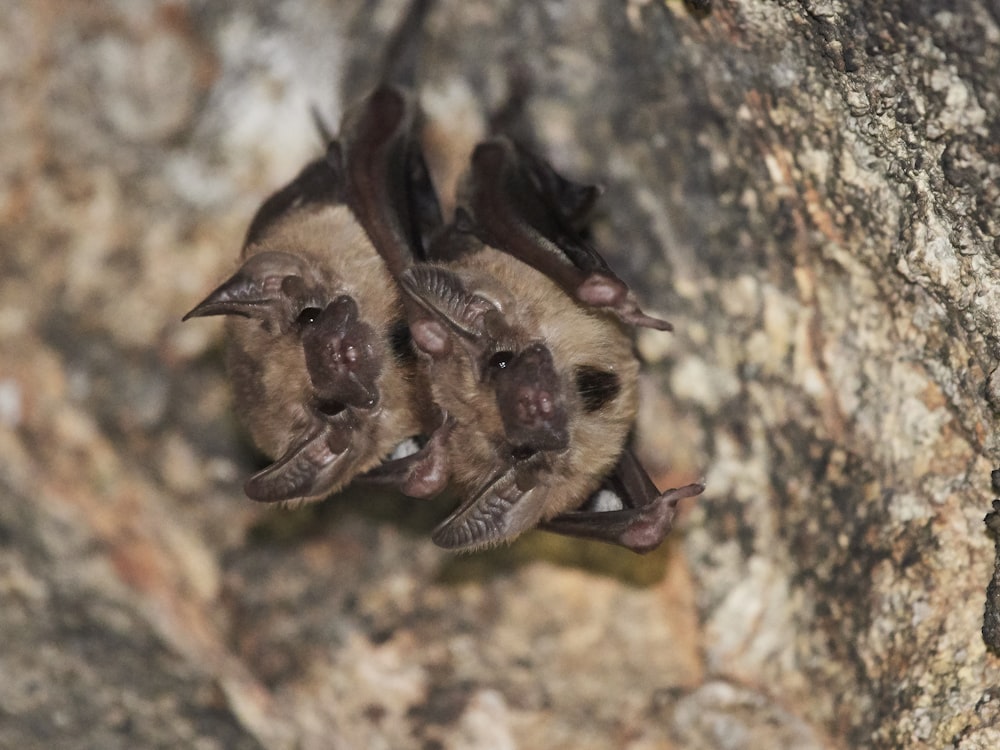 a group of bats hanging upside down on a rock