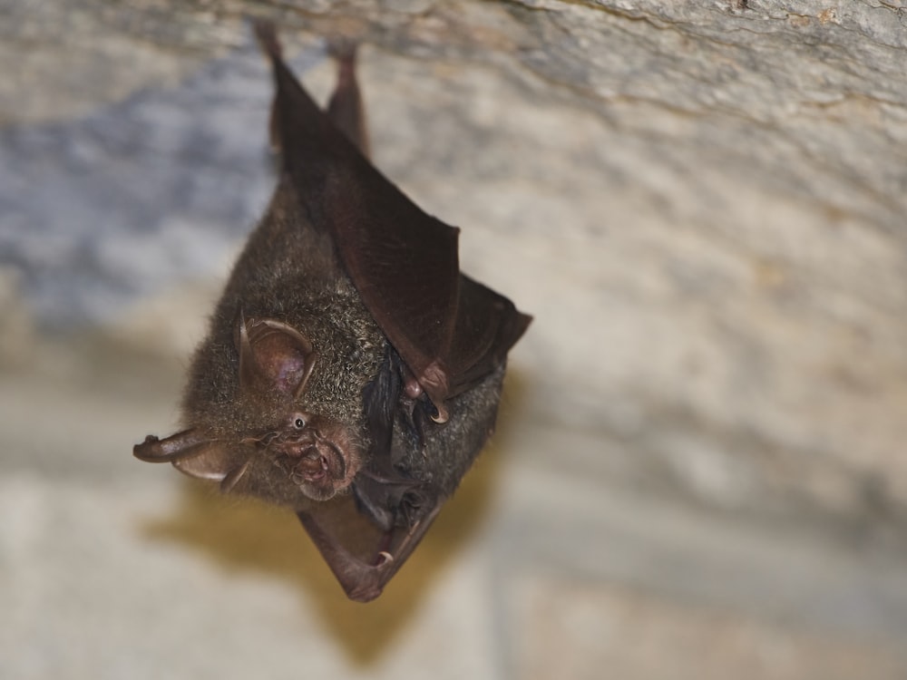 a bat hanging upside down on a rock