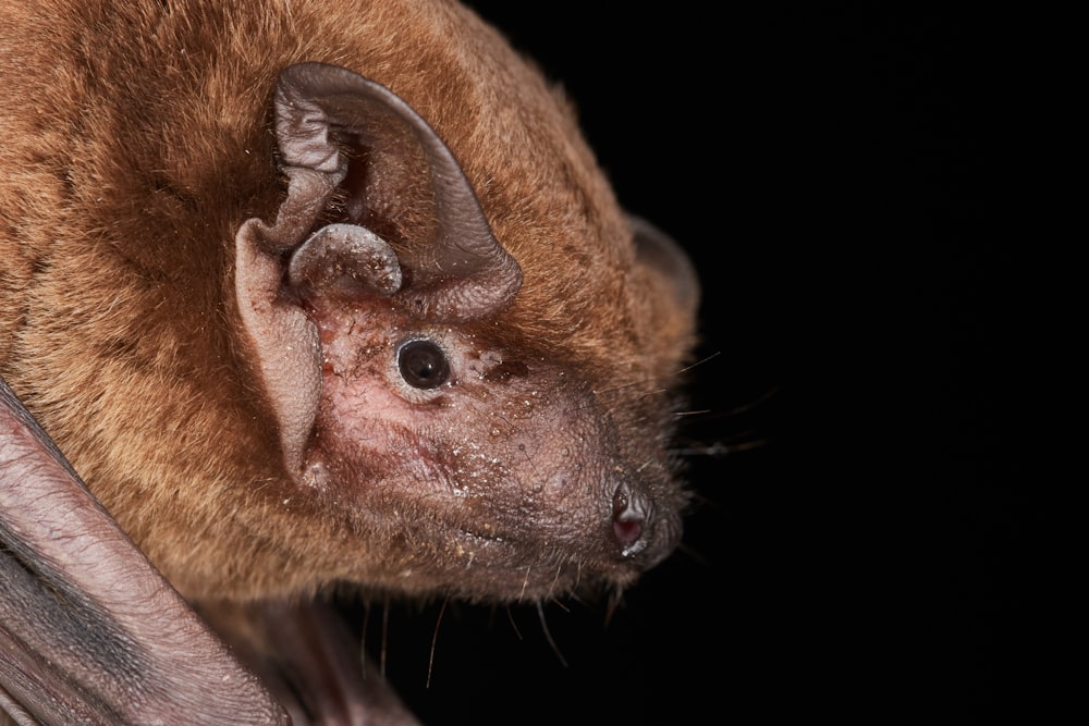 a close up of a bat on a tree branch