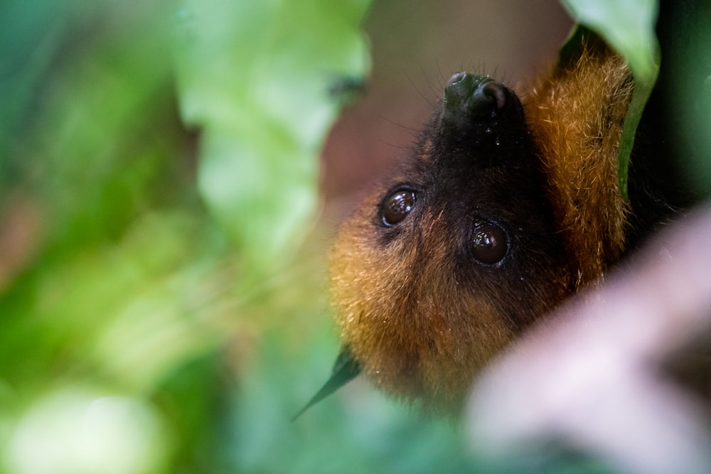 a close up of a small animal in a tree