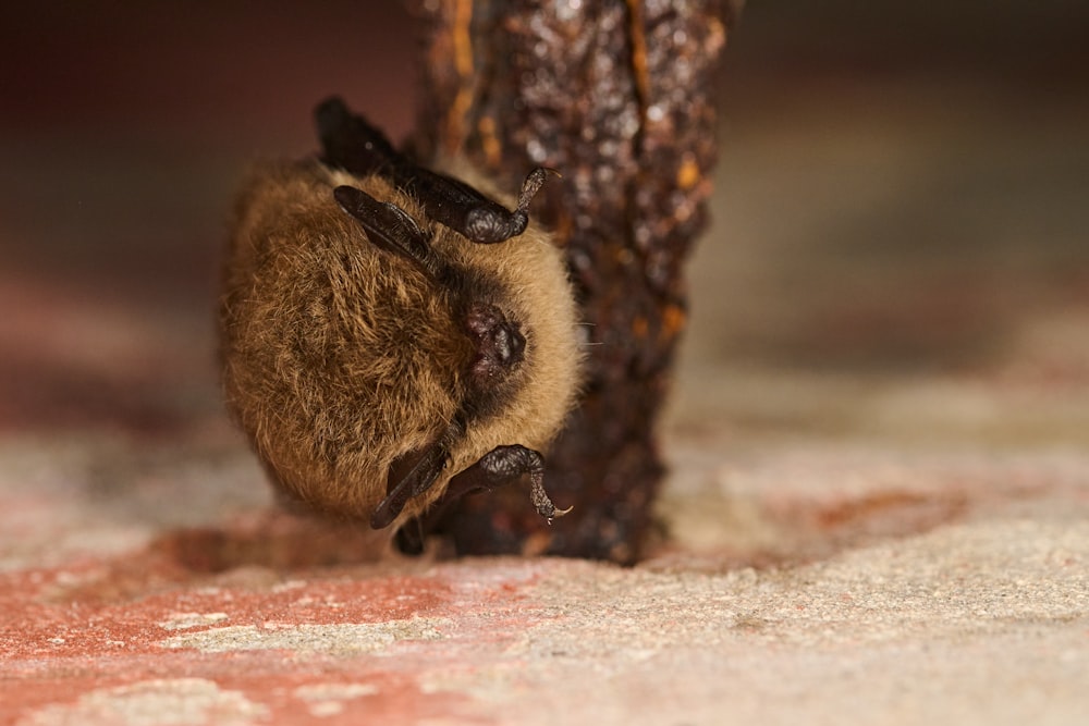 a close up of a bat on the ground