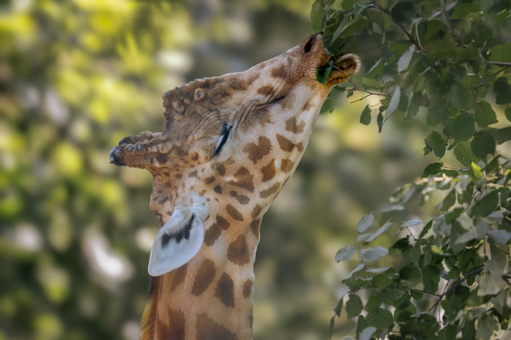 a giraffe eating leaves off of a tree