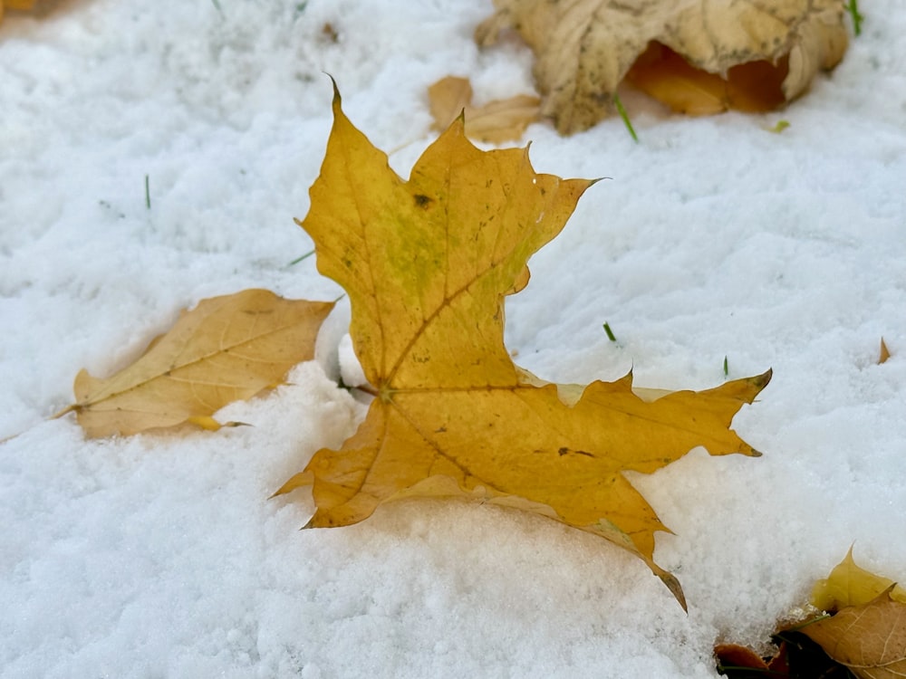 a yellow leaf laying on top of snow covered ground