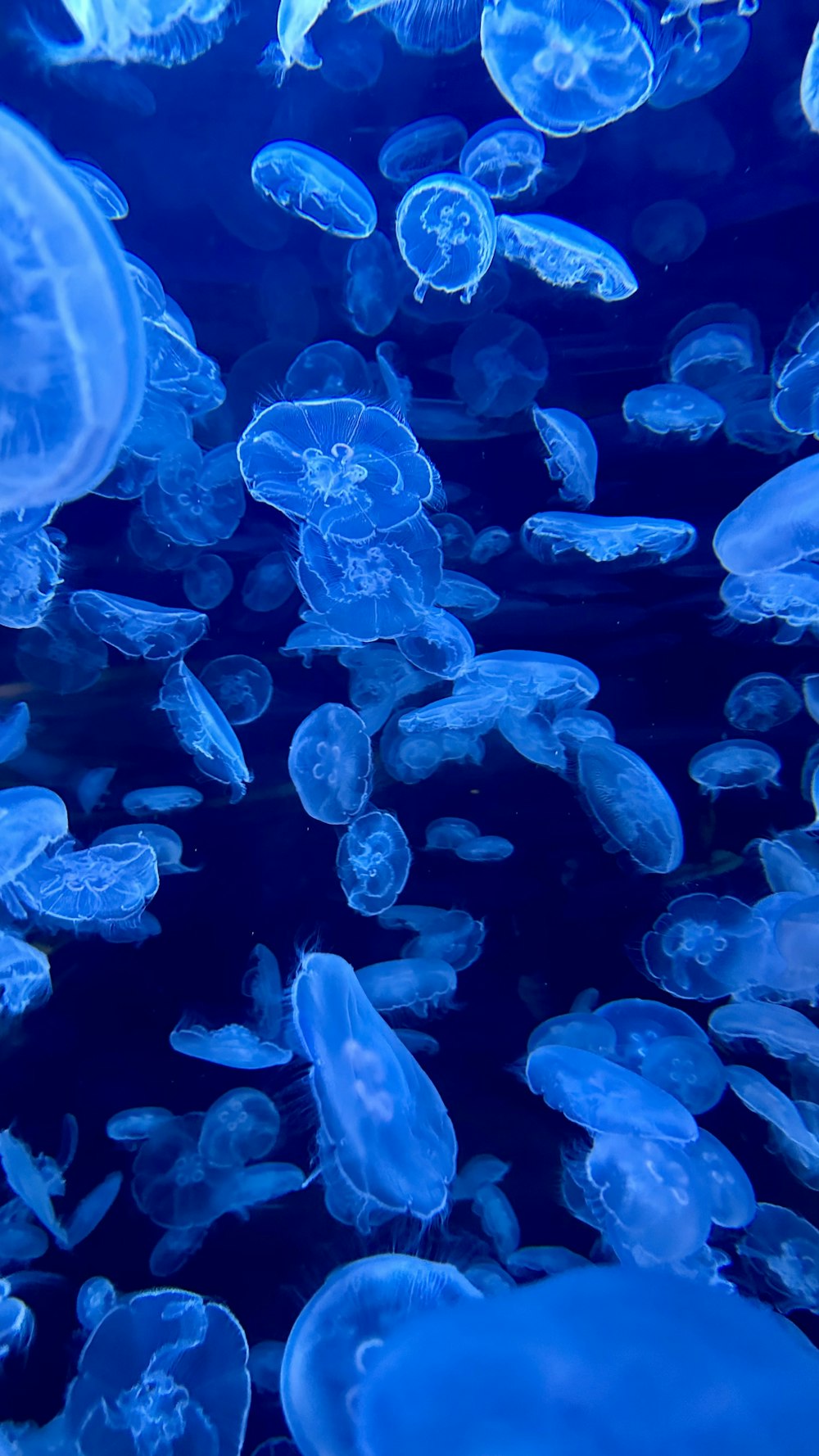 a group of jellyfish swimming in the water