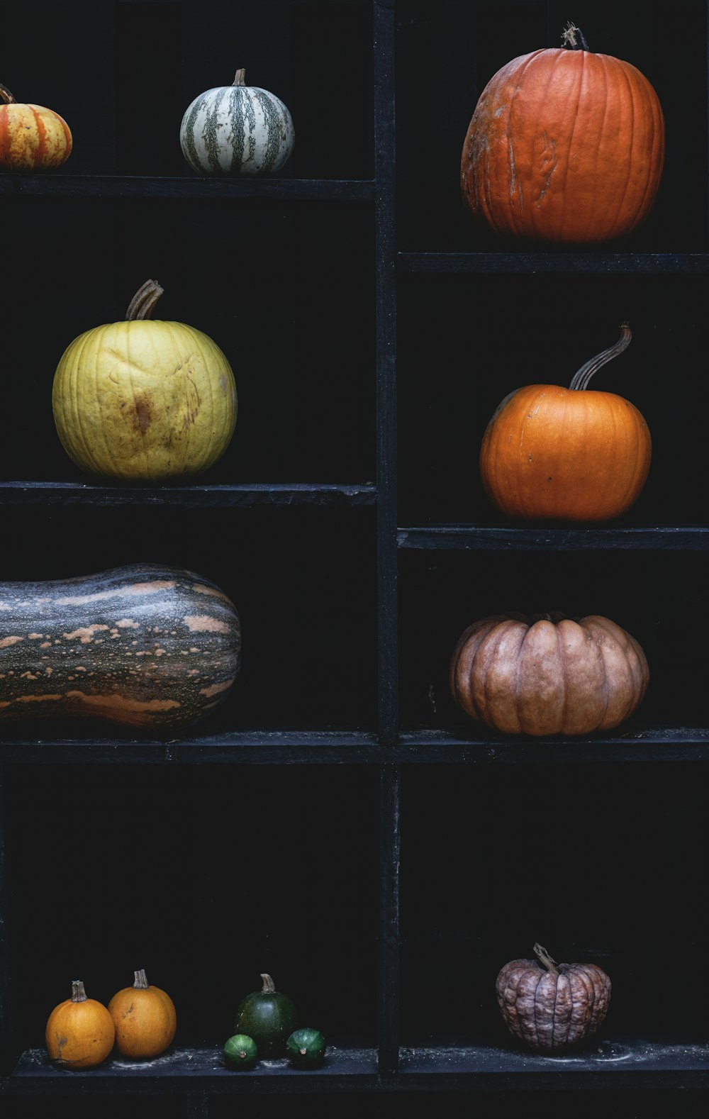 a bunch of different types of pumpkins on a shelf