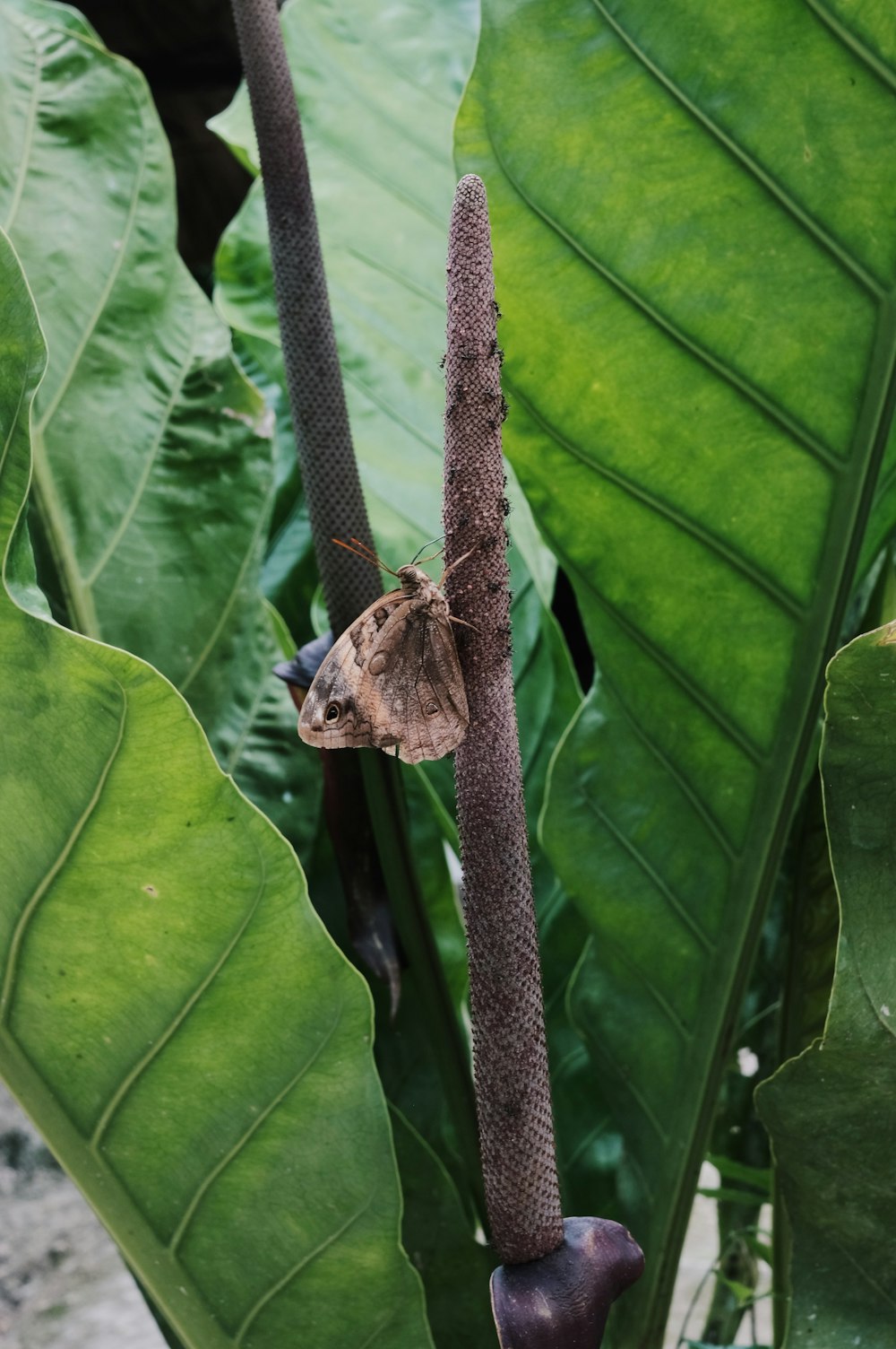 una polilla sentada encima de una planta verde