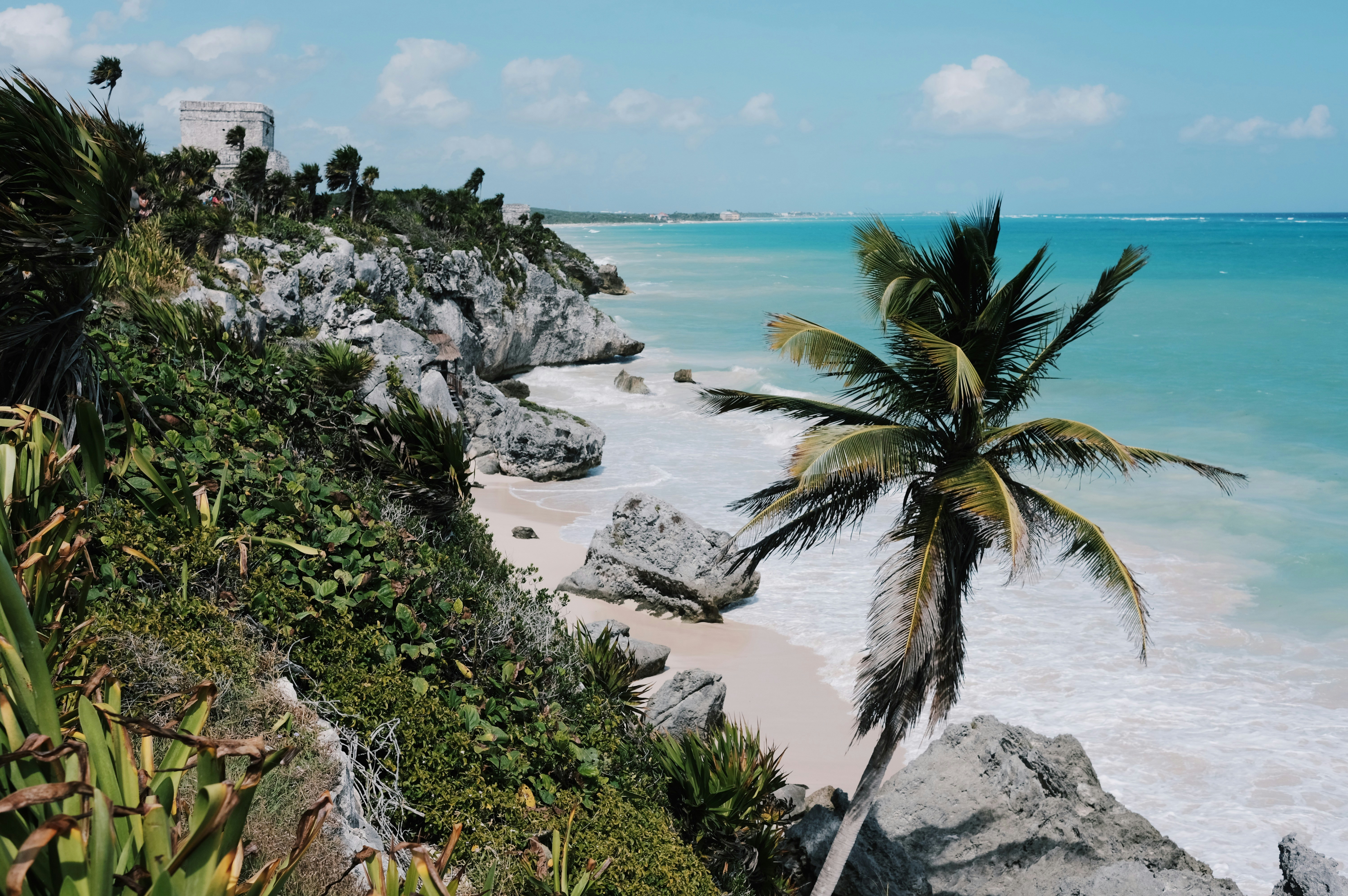 una palmera sentada en la cima de una playa junto al océano