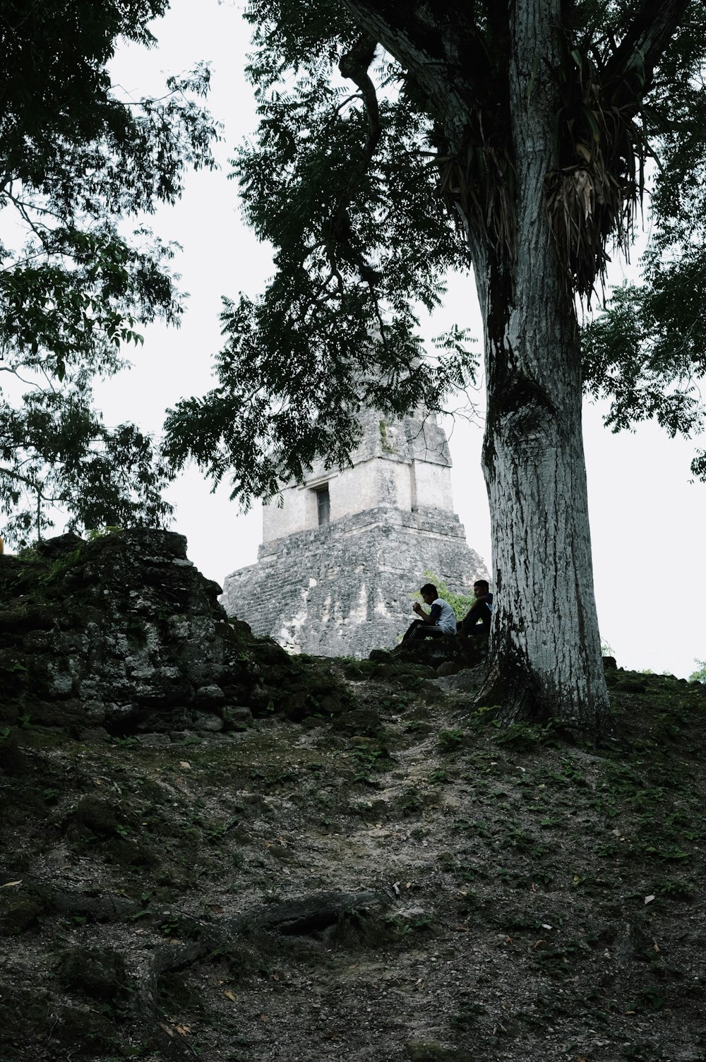 um casal de pessoas sentadas sob uma árvore