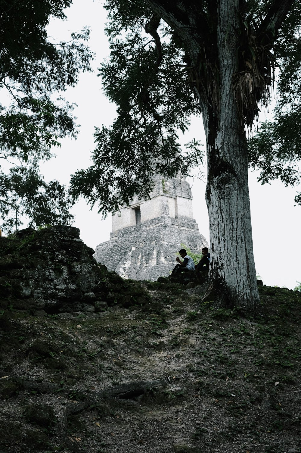 a couple of people sitting under a tree