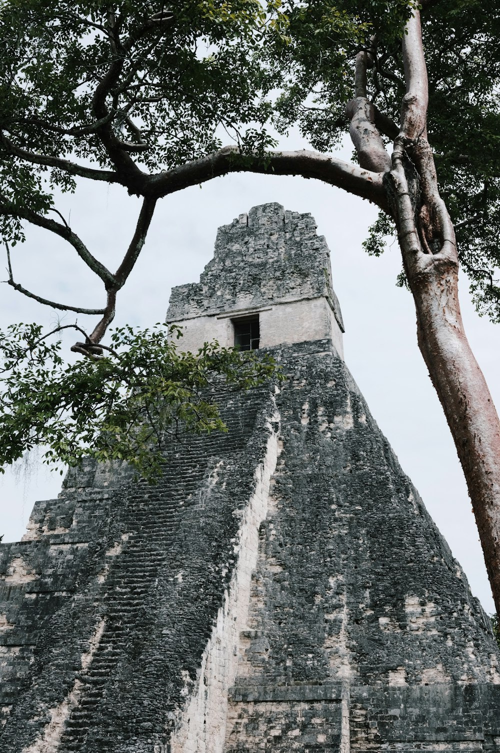 una gran pirámide con un árbol frente a ella
