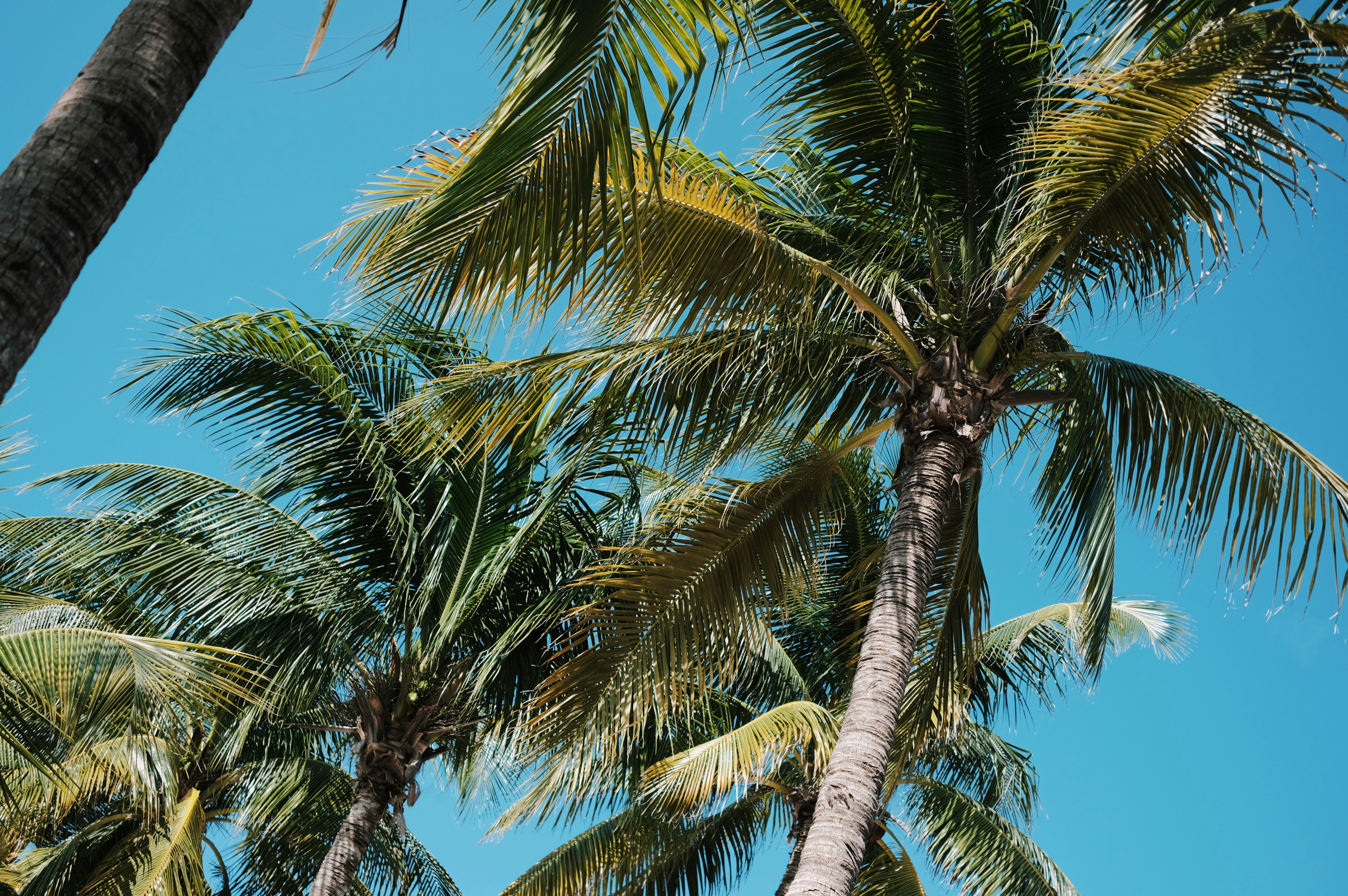 a palm tree with a blue sky in the background, 