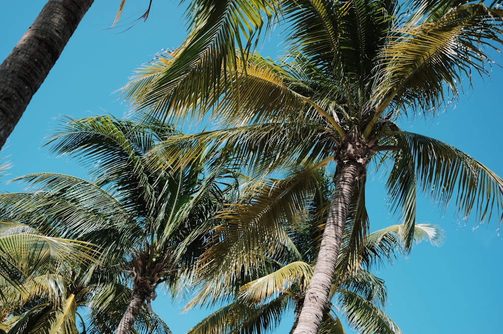 a palm tree with a blue sky in the background