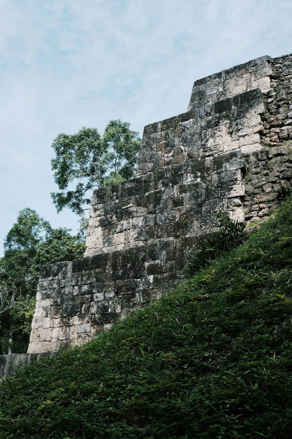 a stone wall with a tree growing on top of it