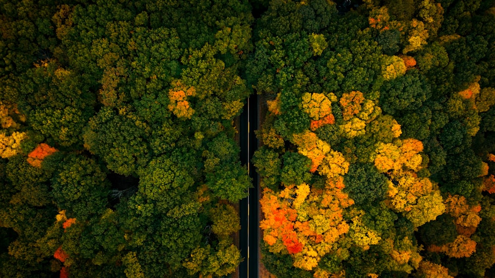 an aerial view of a road surrounded by trees