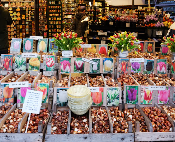 A bustling flower market stall displays an array of tulip bulbs with colorful photographs of blooming tulips. Baskets of bulbs are labeled with prices, inviting customers to mix and match. Fresh tulip bouquets add vibrant color to the scene. People browse the rustic wooden shelves lined with various flower-themed souvenirs in the background.