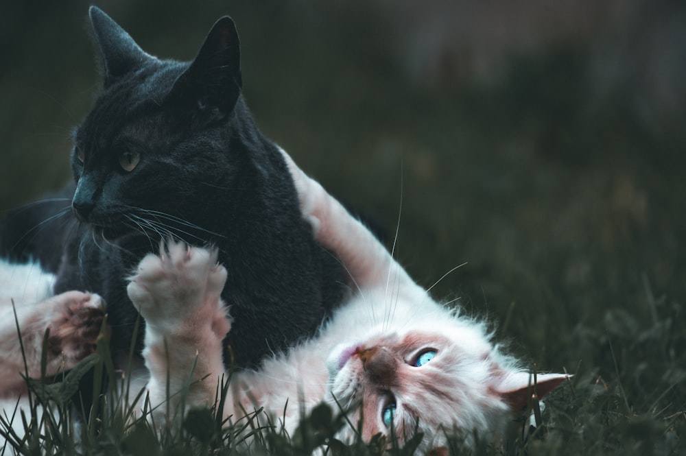 a black and white cat laying on its back in the grass