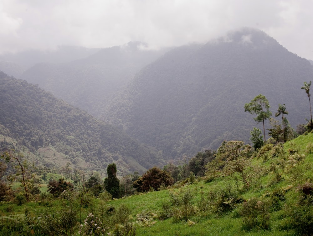 a lush green hillside with mountains in the background