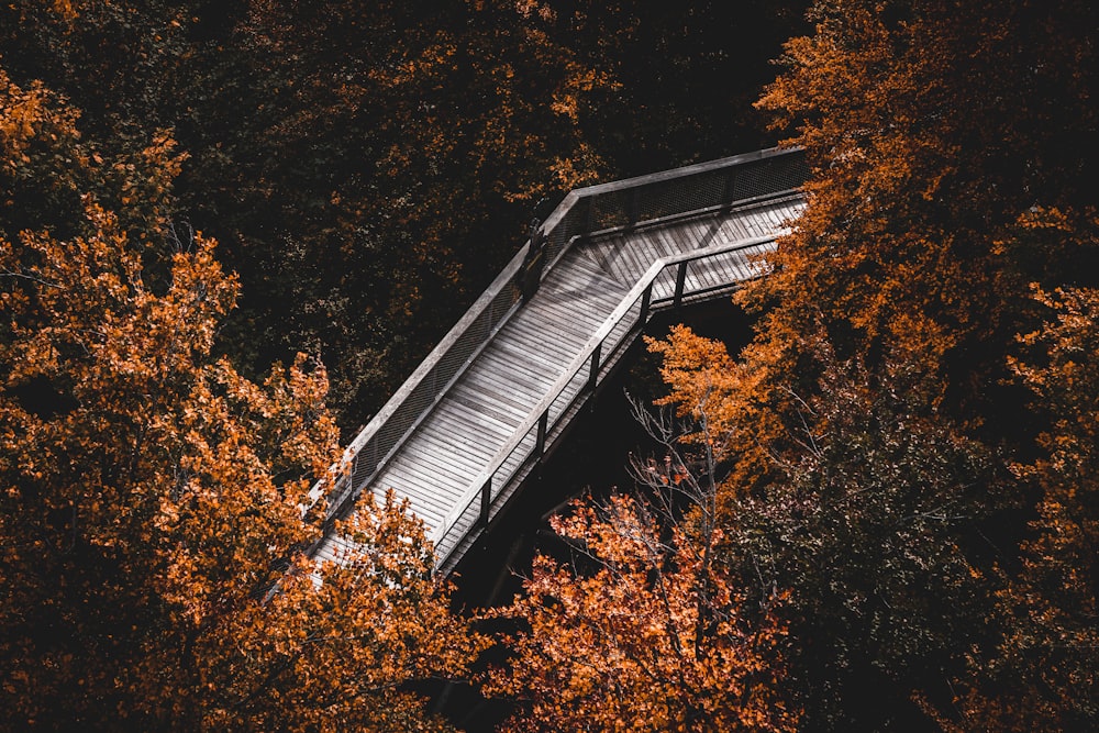 a wooden walkway in the middle of a forest