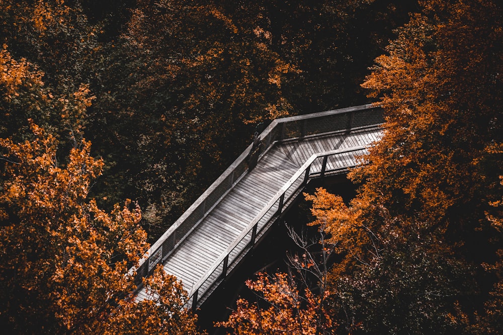 a wooden walkway in the middle of a forest