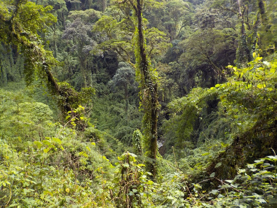 Lush green cloud-forest canopy stretching across a Costa Rican hillside