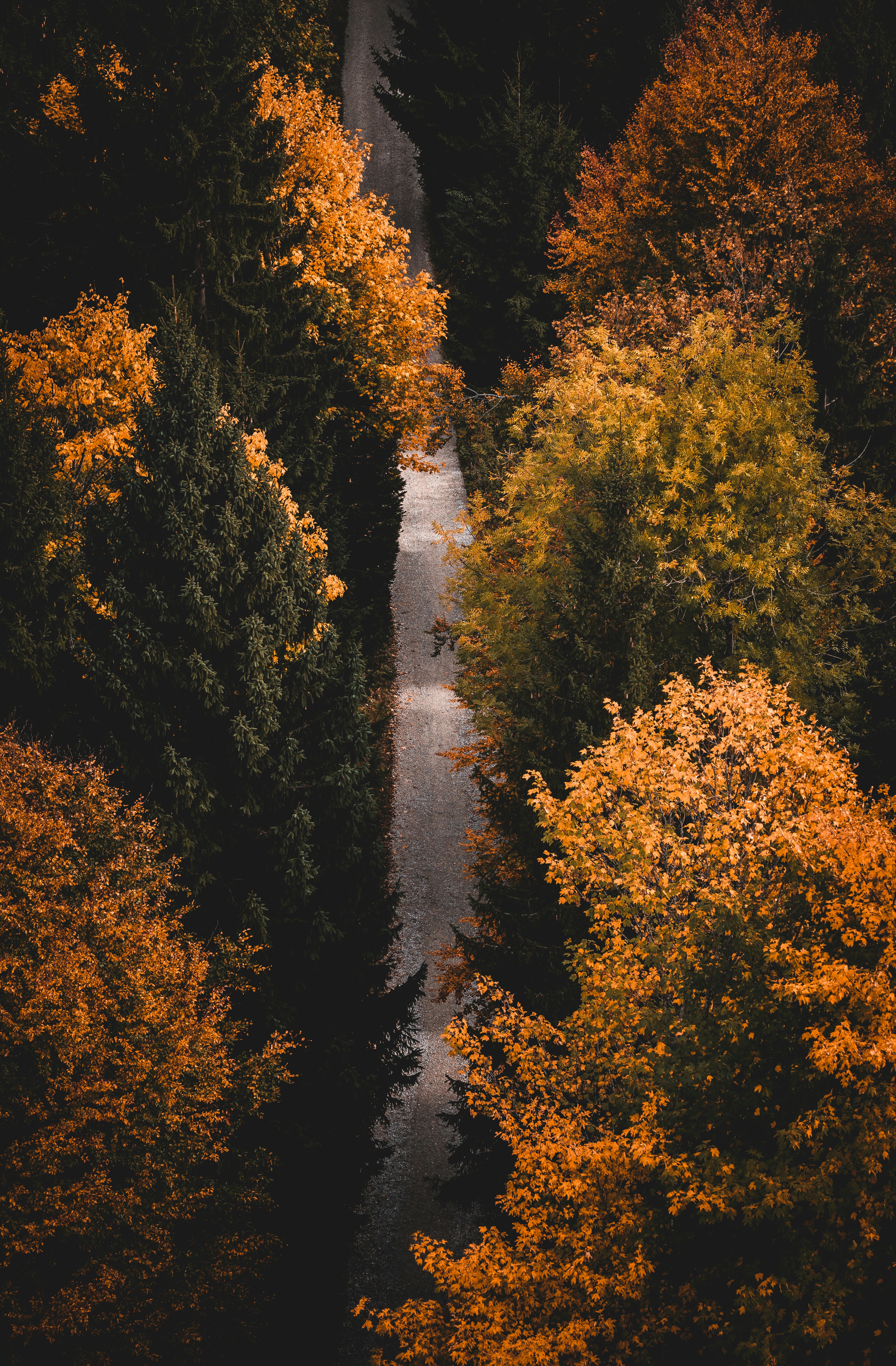 An aerial view of a road surrounded by trees photo – Free Forest Image ...