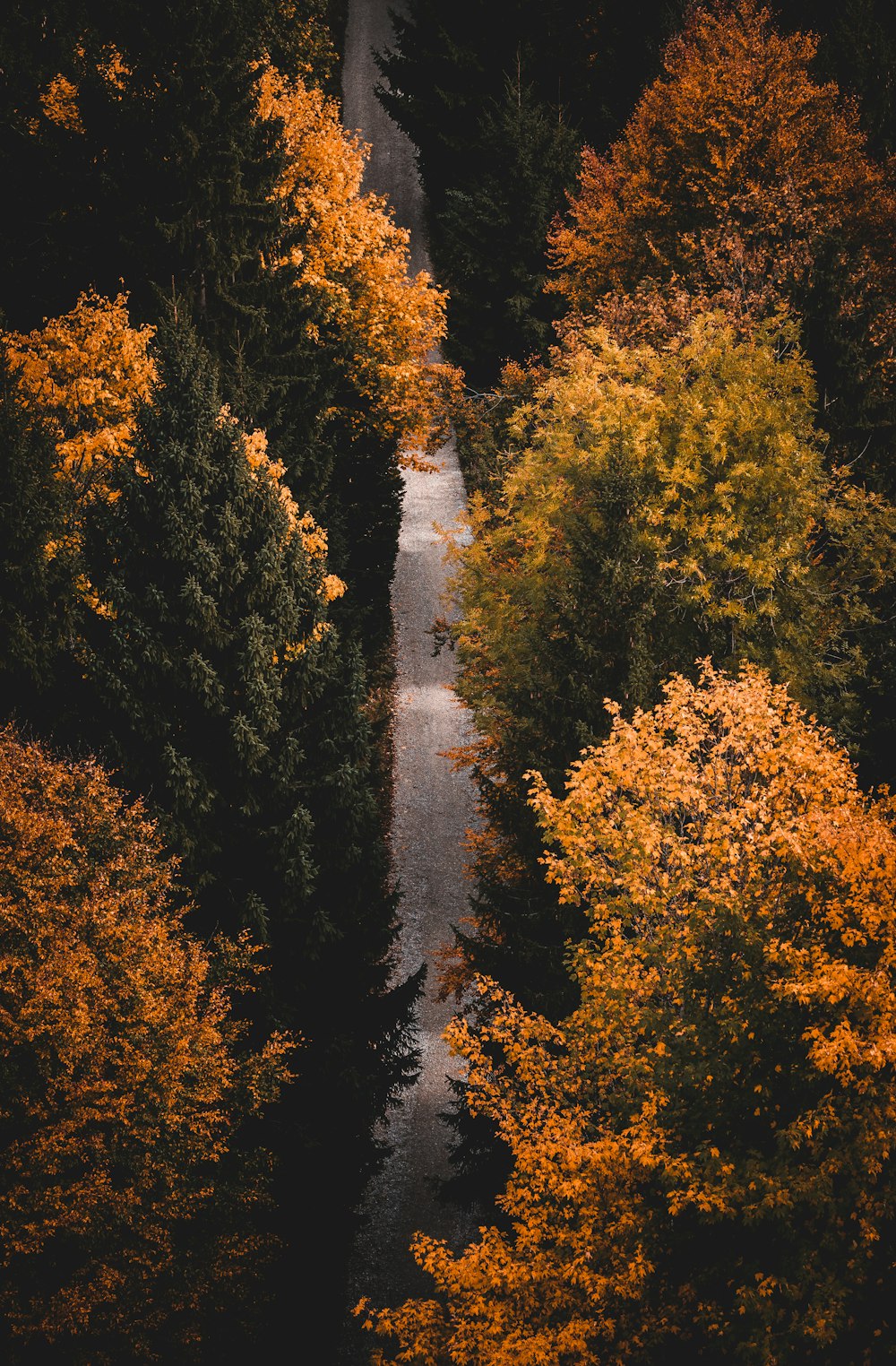 an aerial view of a road surrounded by trees