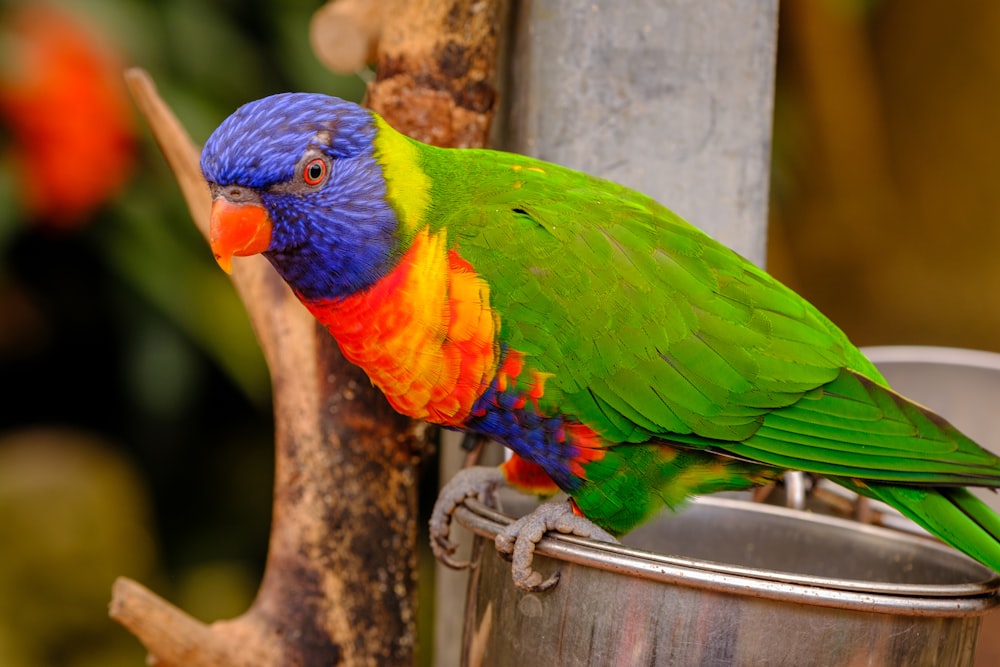 a colorful bird sitting on top of a metal bucket