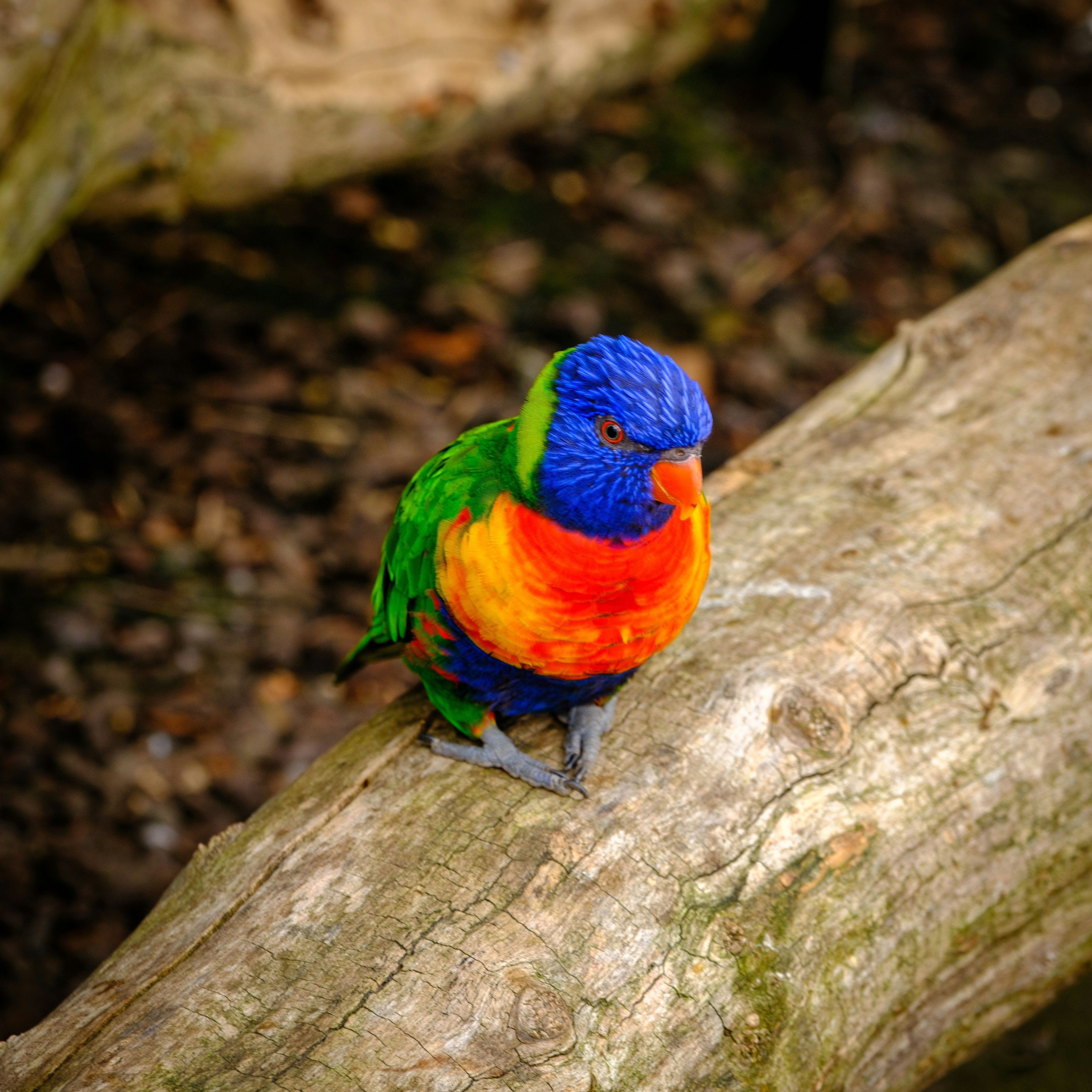 Tropical Parrot Perch
