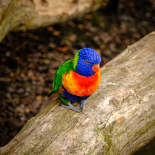Close-up of a natural pine wood bird perch with a colorful parrot perched comfortably.