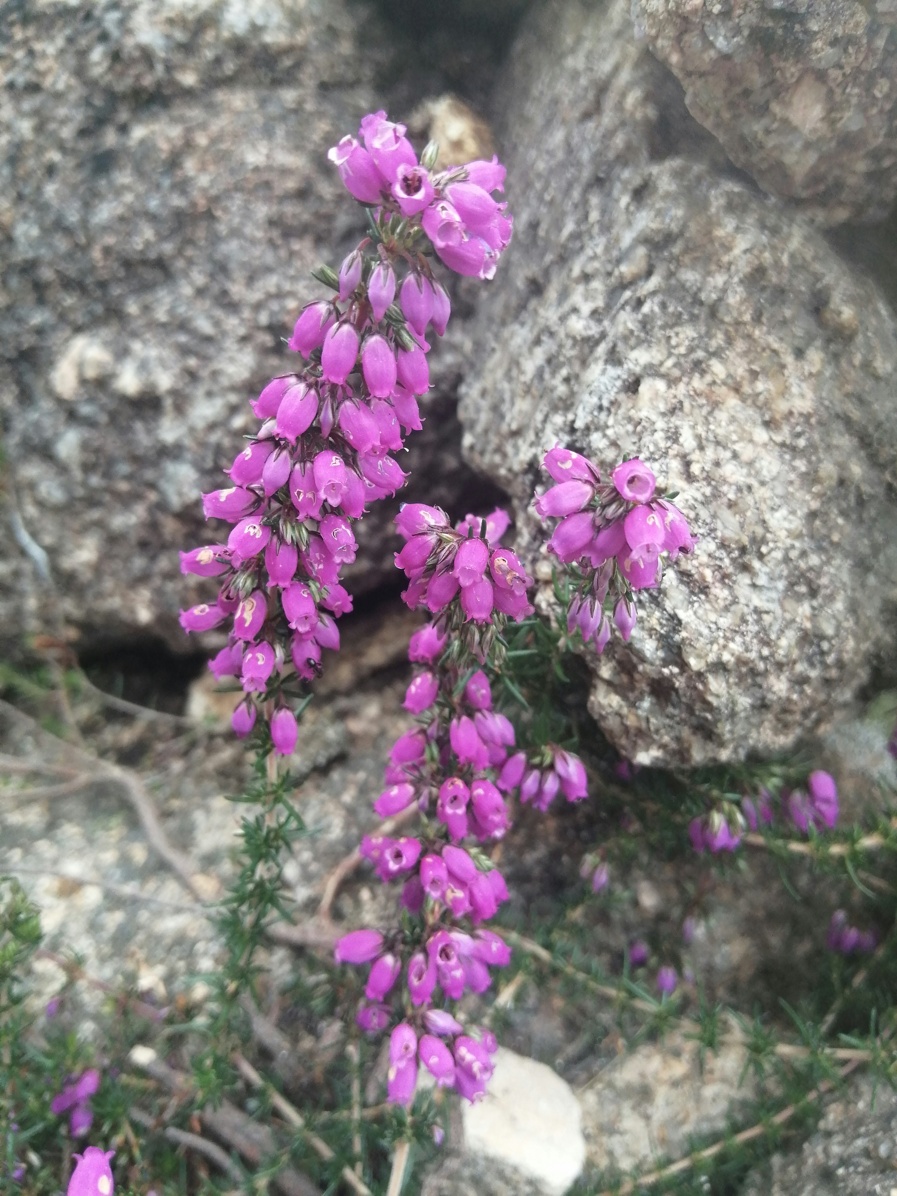 Plantas perennes nativas excelentes para tu región