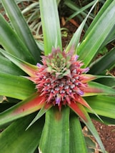 A young pineapple plant with vibrant green leaves and a developing fruit in the center displaying hues of red and purple.