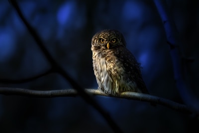 A shadowy owl perched silently on a branch at night, eyes glowing with sharp focus.