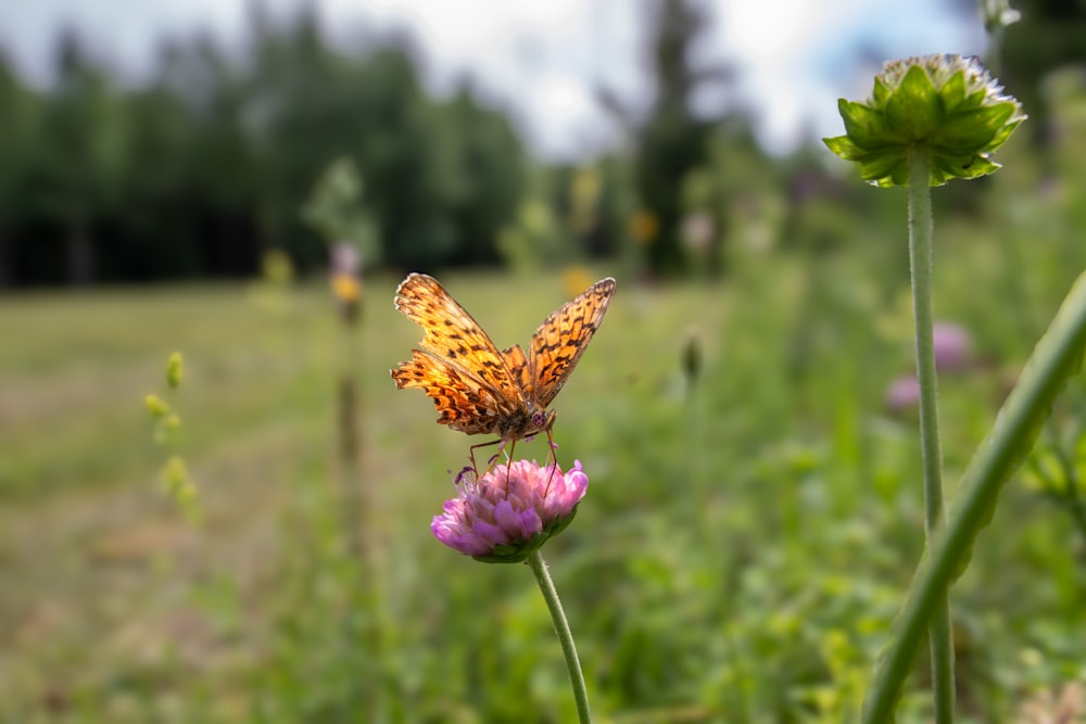 ein Schmetterling, der auf einer Blume auf einem Feld sitzt