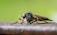 A close-up of a large insect featuring iridescent compound eyes and a hairy body, with orange and black legs.