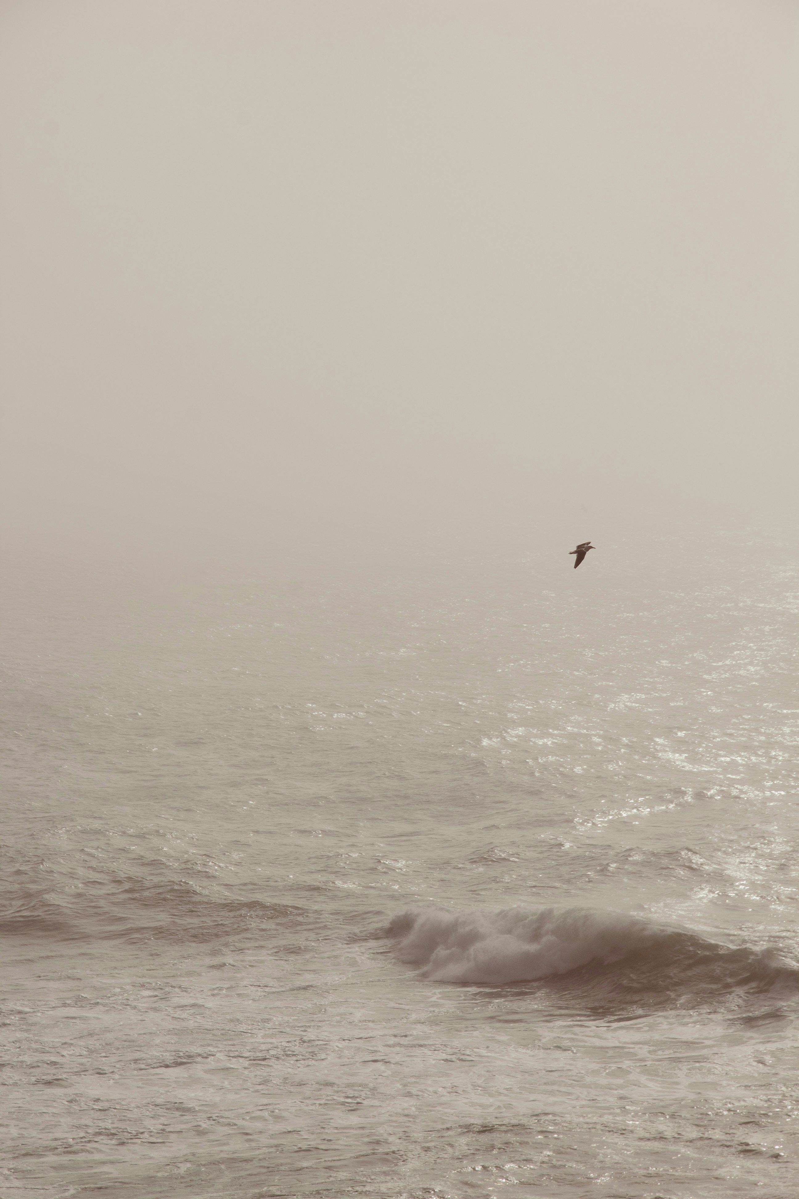 a bird flying over the ocean on a foggy day