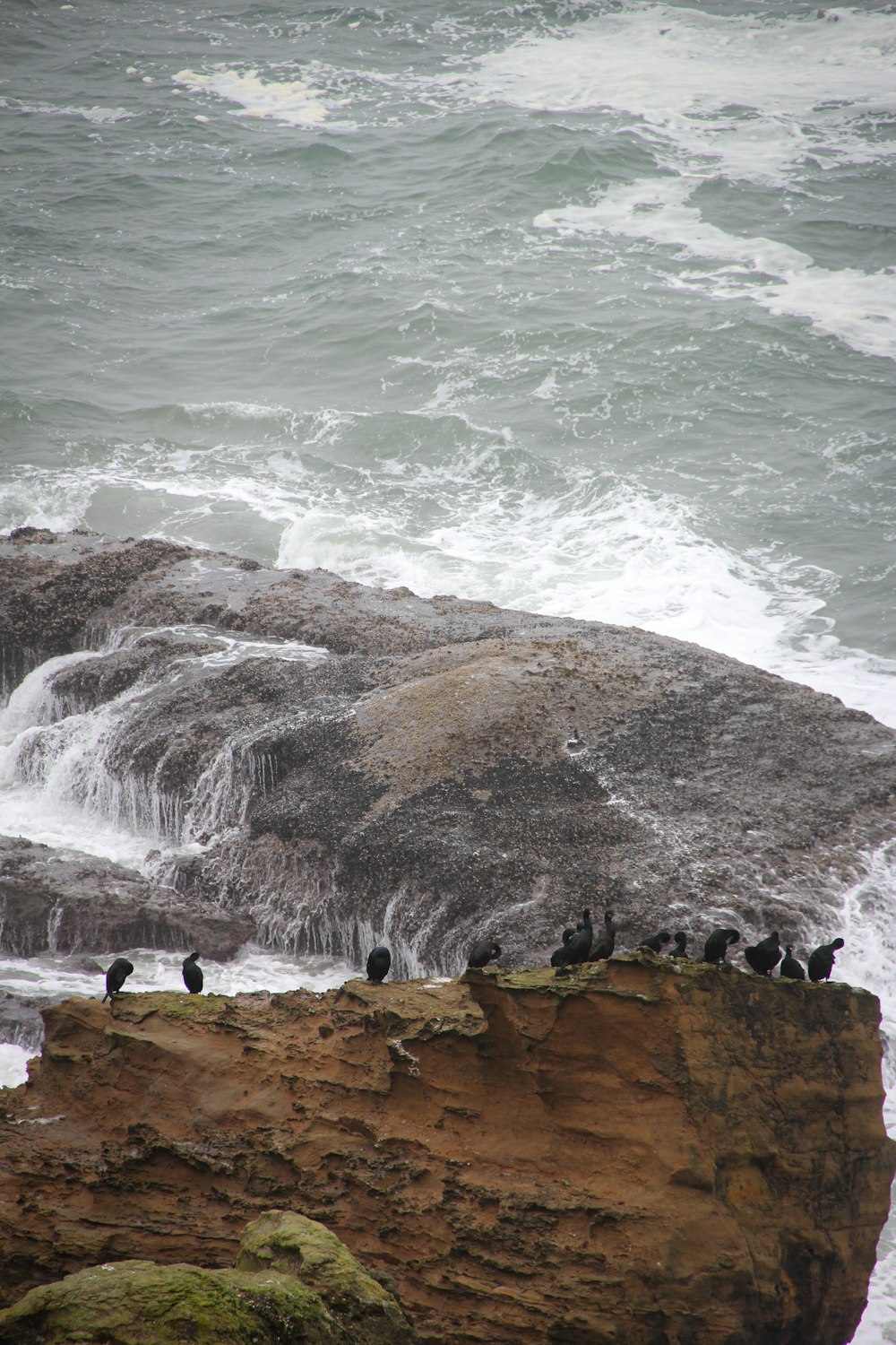 a flock of birds sitting on top of a rock near the ocean