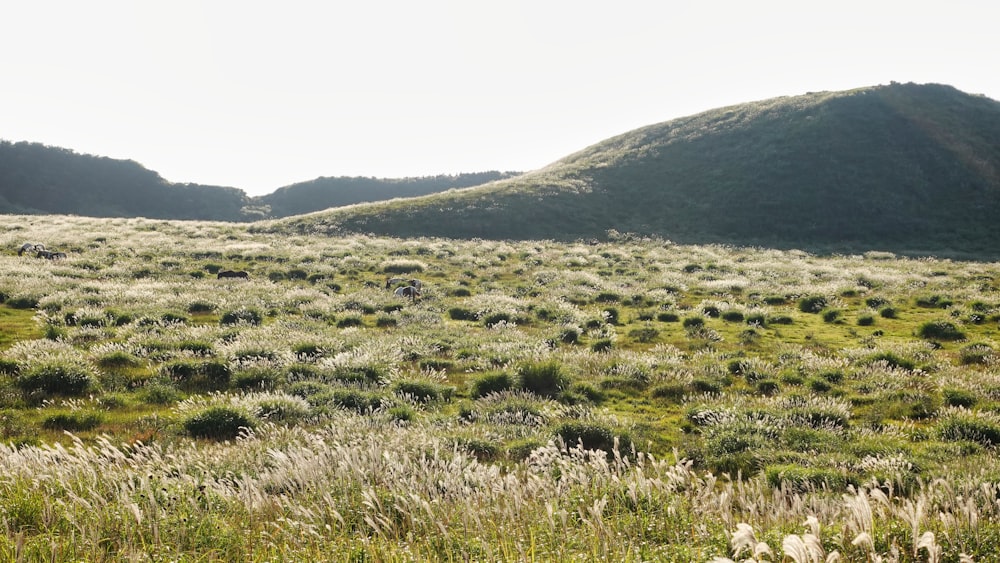 a grassy field with mountains in the background