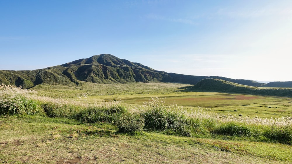 a grassy field with a mountain in the background