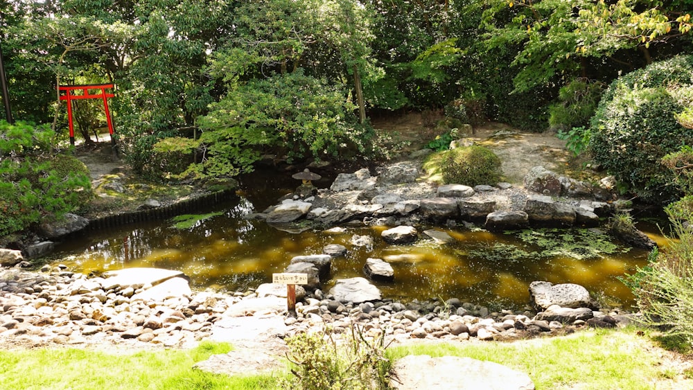 a stream running through a lush green forest