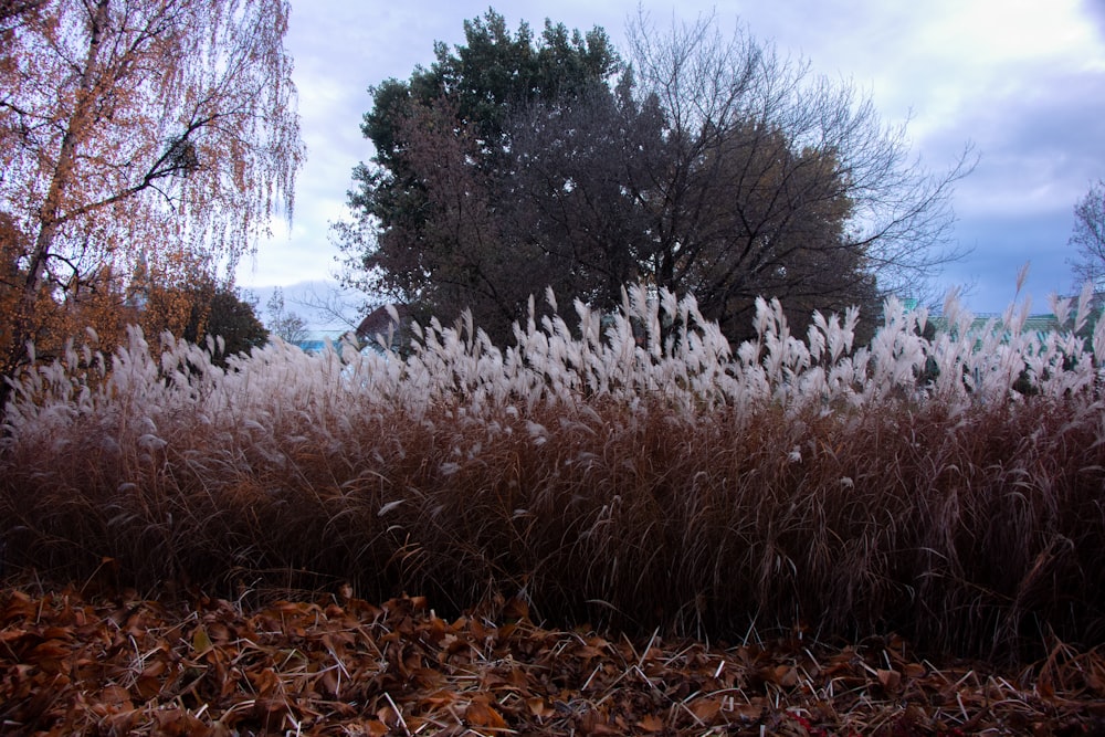 a field of tall grass with trees in the background