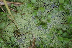 A dense layer of small green leaves and aquatic plants cover a water surface, interspersed with larger green leaves and brown stems. The scene is lush and resembles a natural wetland environment.