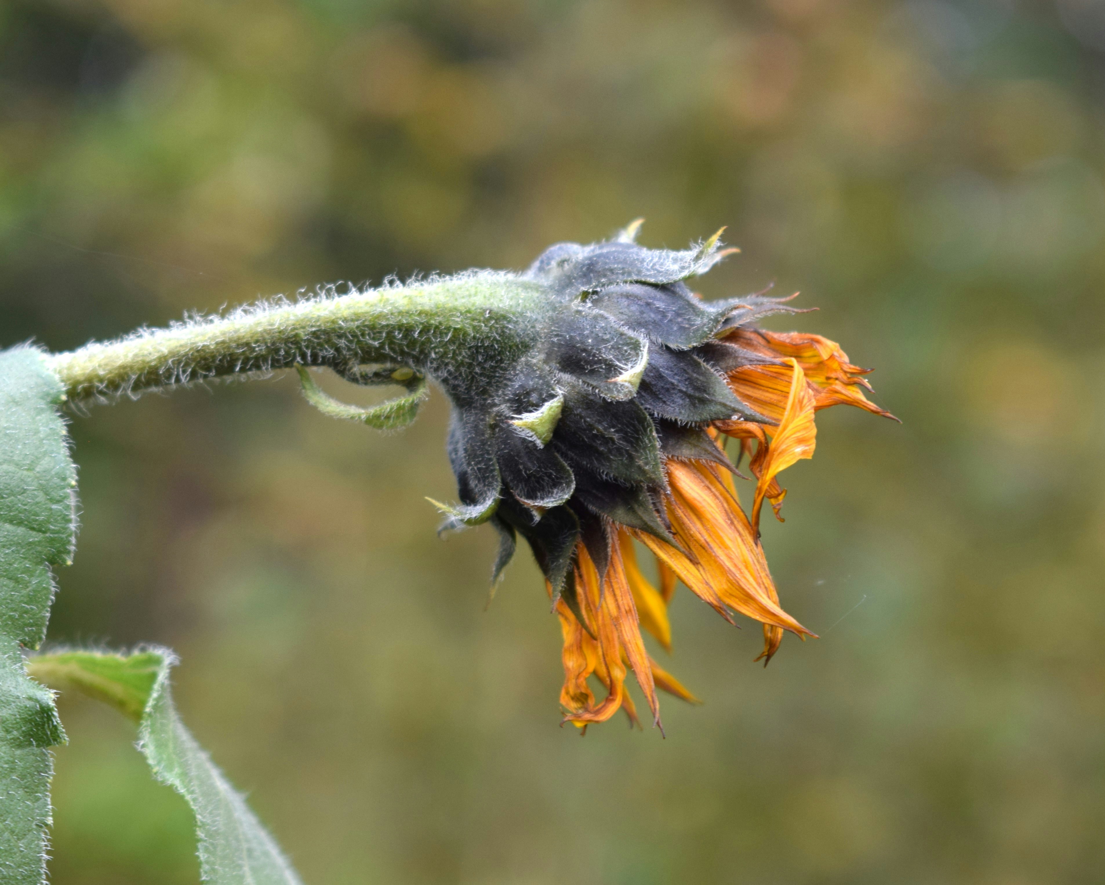 Doyle's Public House