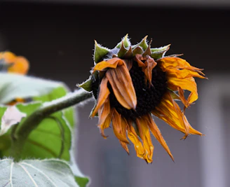 a close up of a sunflower with a building in the background