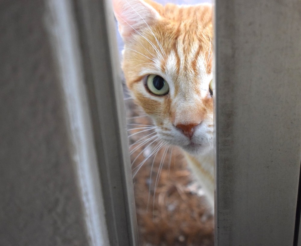 eine orange-weiße Katze, die durch eine Tür schaut