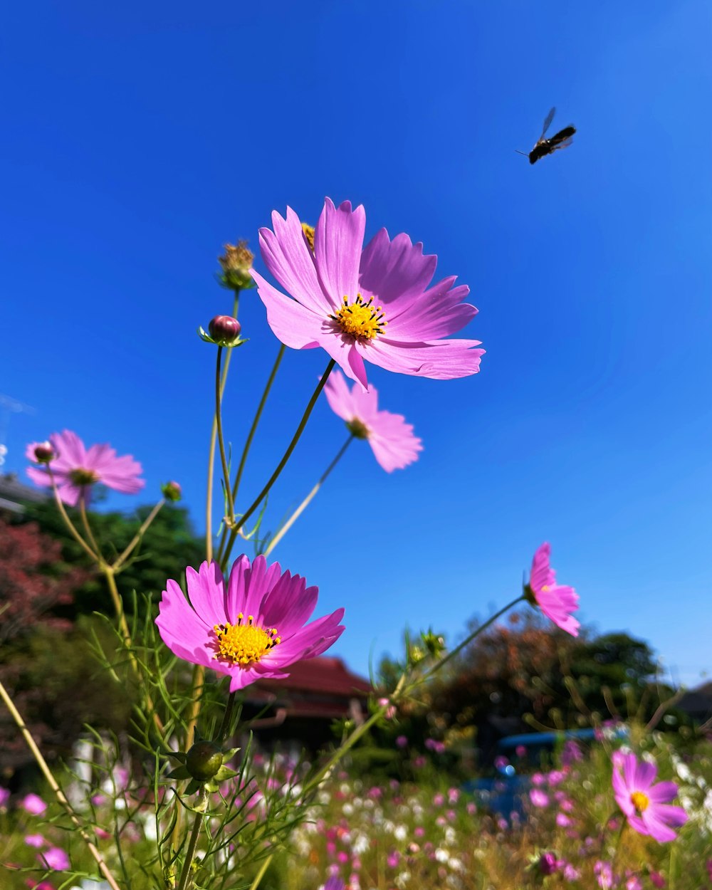 a field full of pink flowers with a bee flying overhead