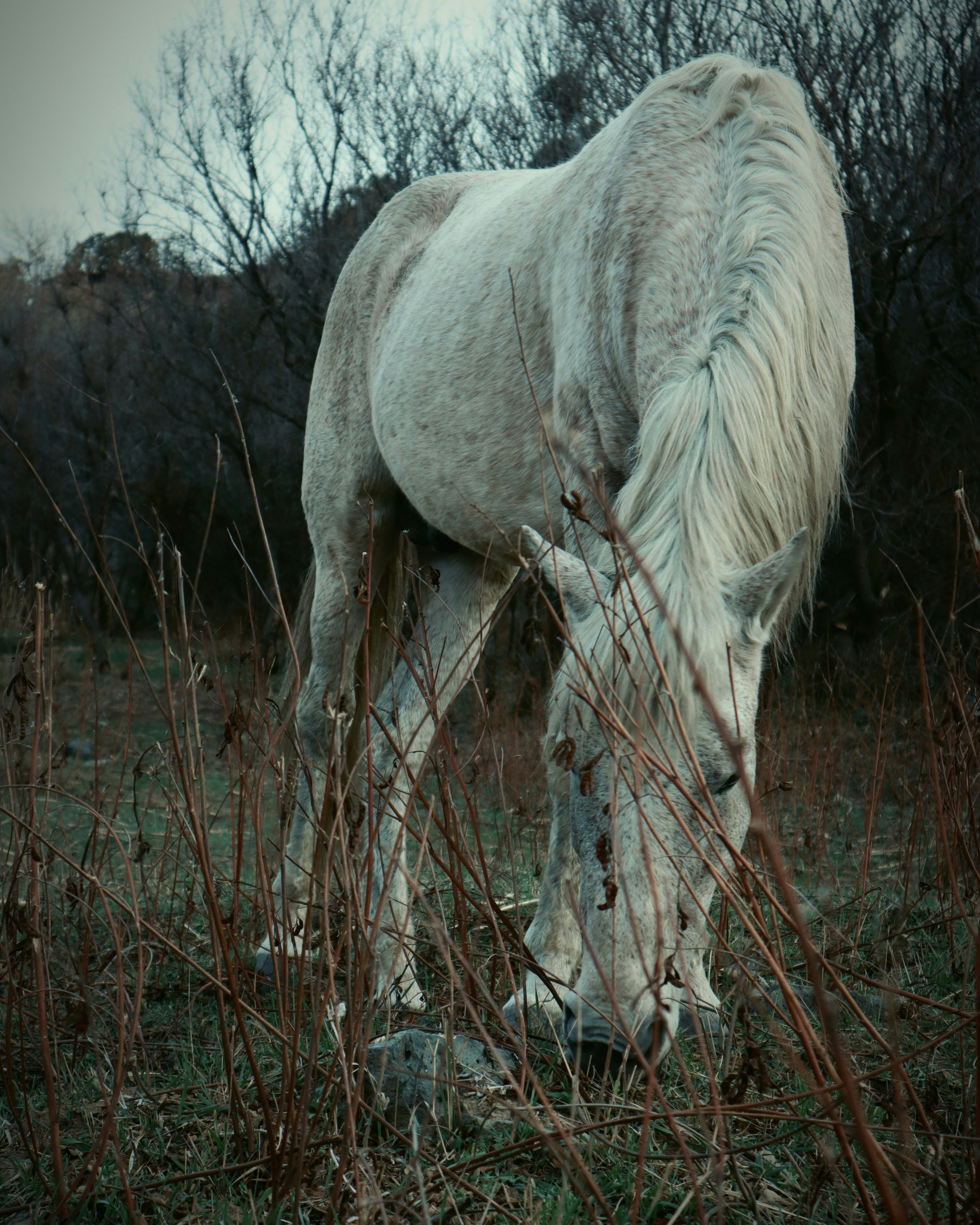 a white horse eating grass in a field